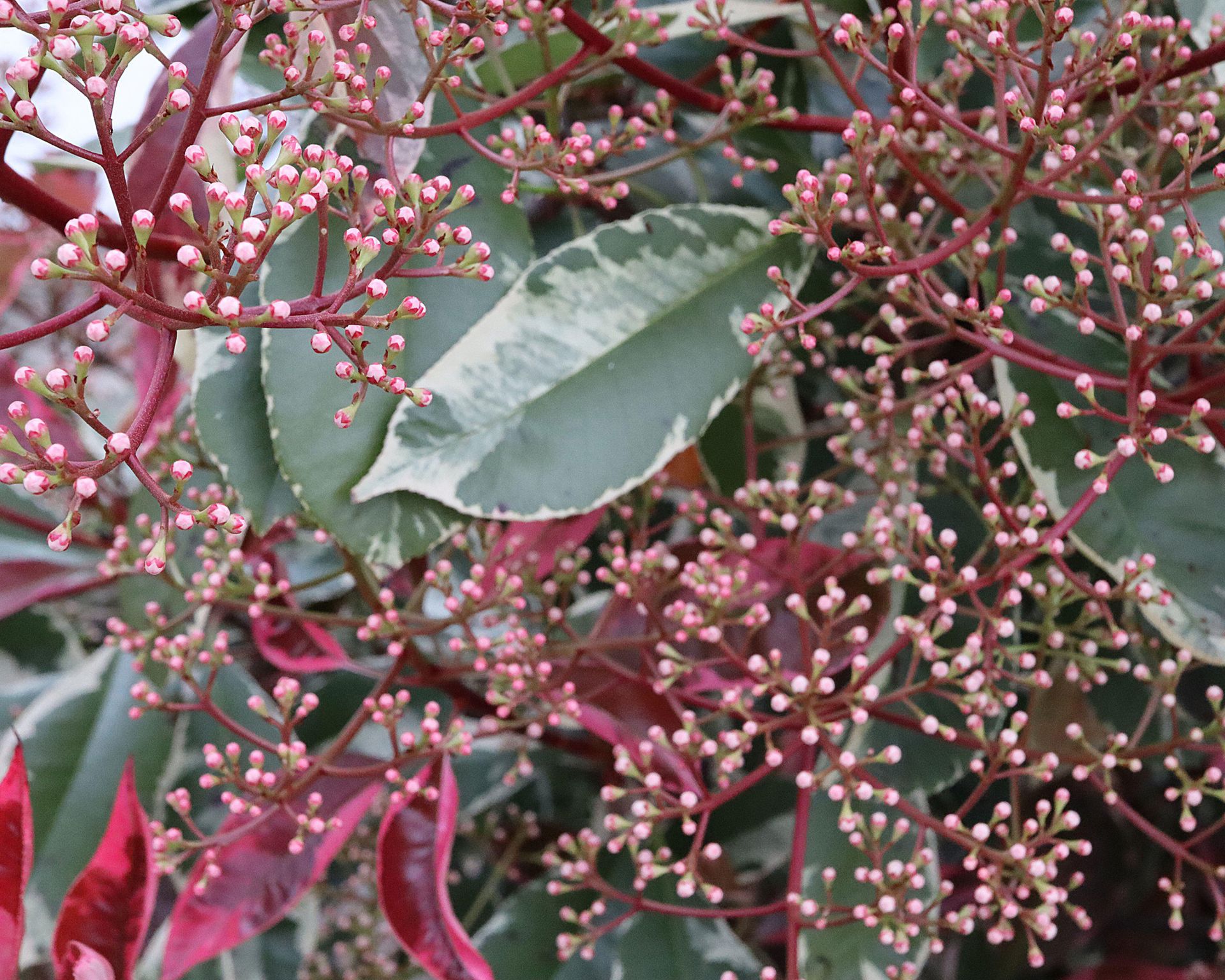 Best low maintenance hedge plants 9 choices for easy care garden boundaries Gardeningetc