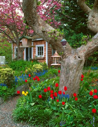 gravel pathway leads to a small shed in a spring garden of blooming tulips hyacinths and cherry trees