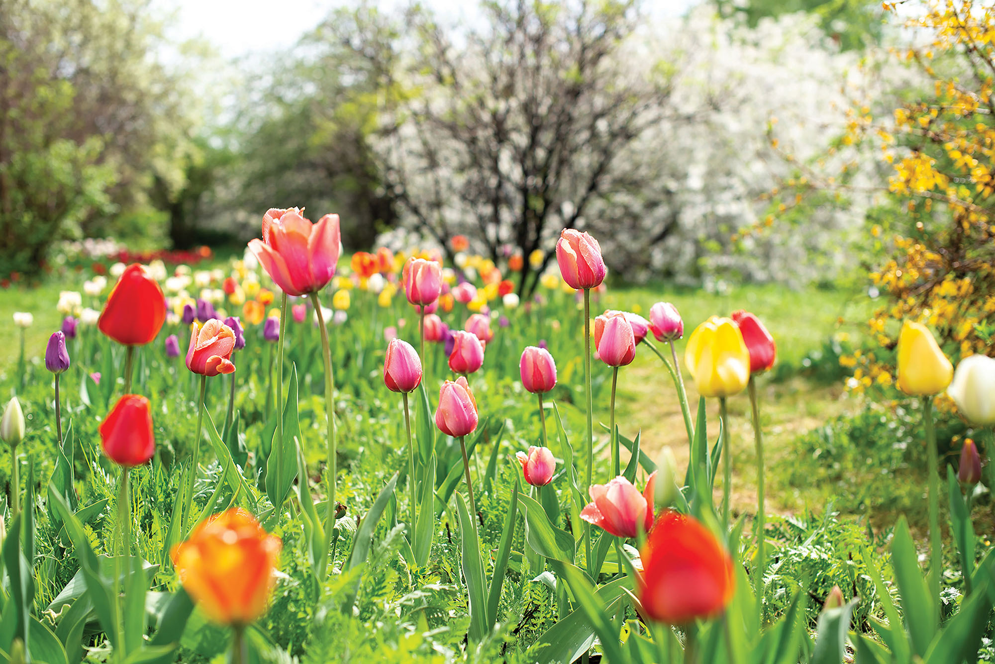 Tulips in different colors