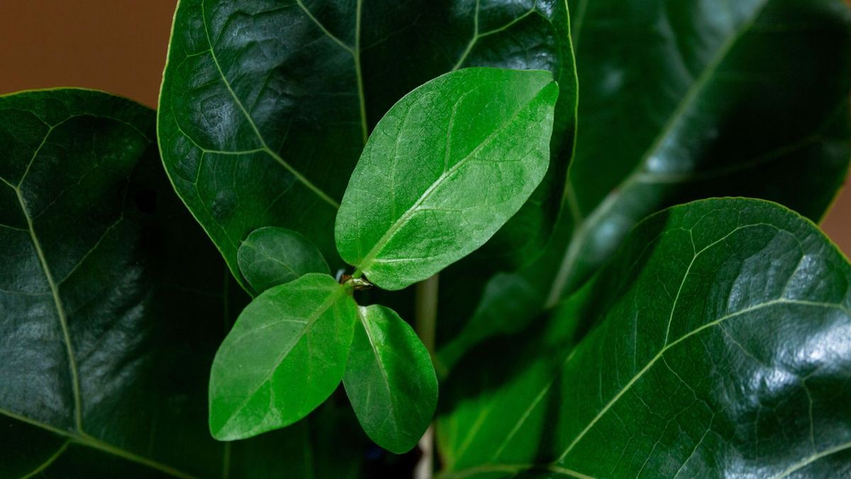 why-are-my-fiddle-leaf-fig-s-leaves-turning-brown-trendradars