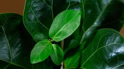 Fiddle leaf fig