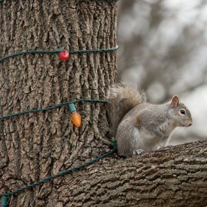 A squirrel on a branch next to Christmas lights