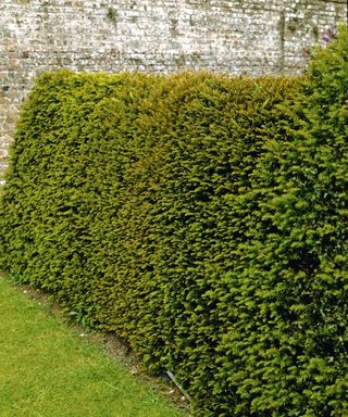 Trimming an evergreen yew hedge