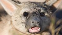 The face of an aardwolf with its mouth open.