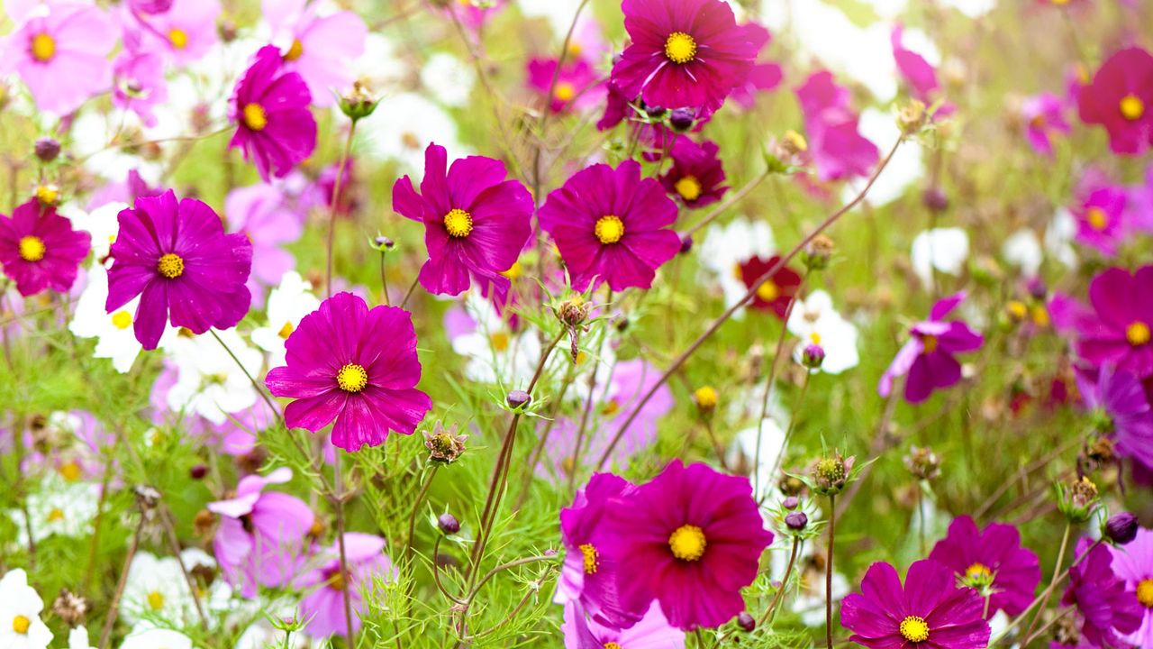 mixed pink and white cosmos flowers in summer display