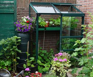 mini greenhouse with flowering plants and rain barrel