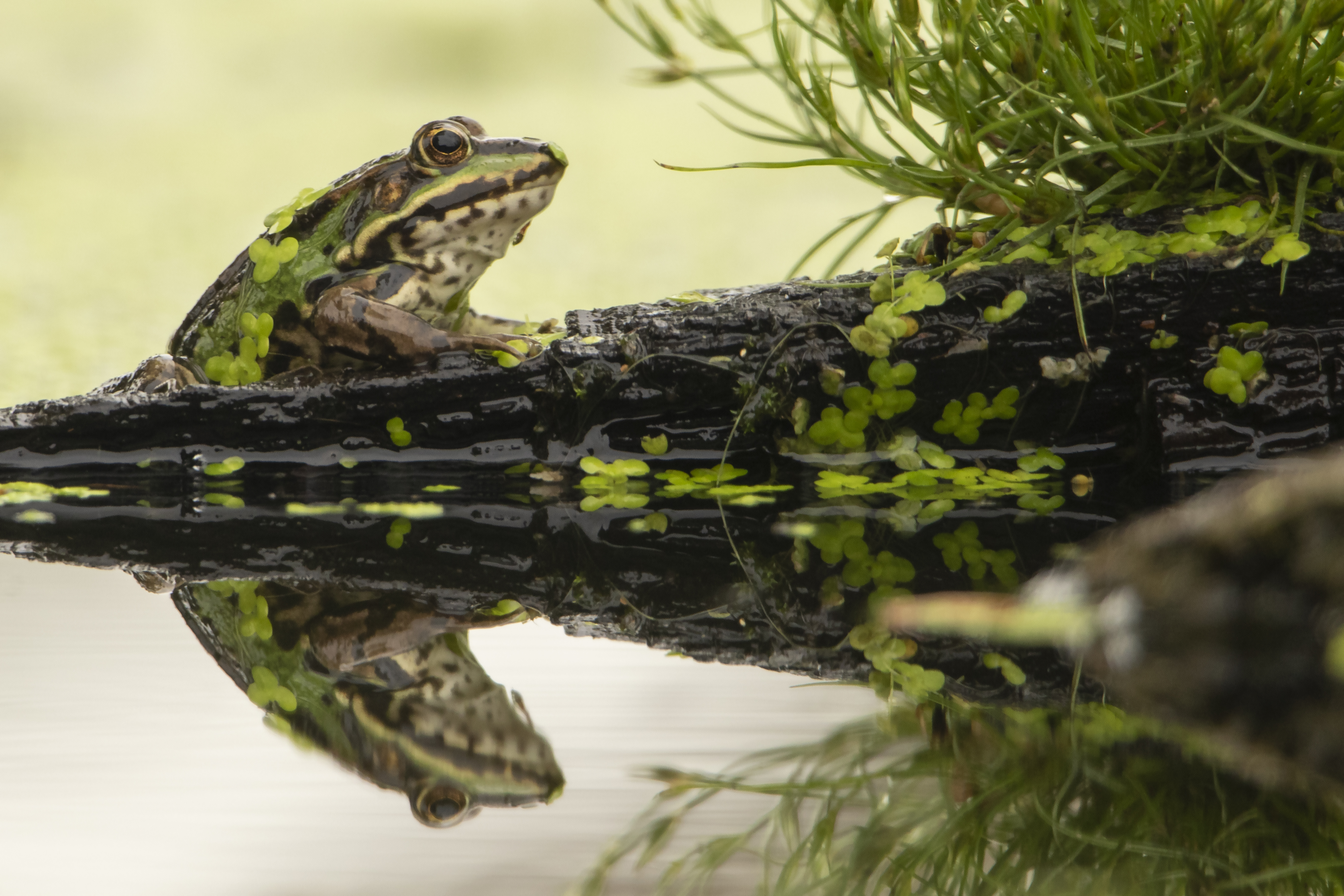 GuruShots - Nature March 2026