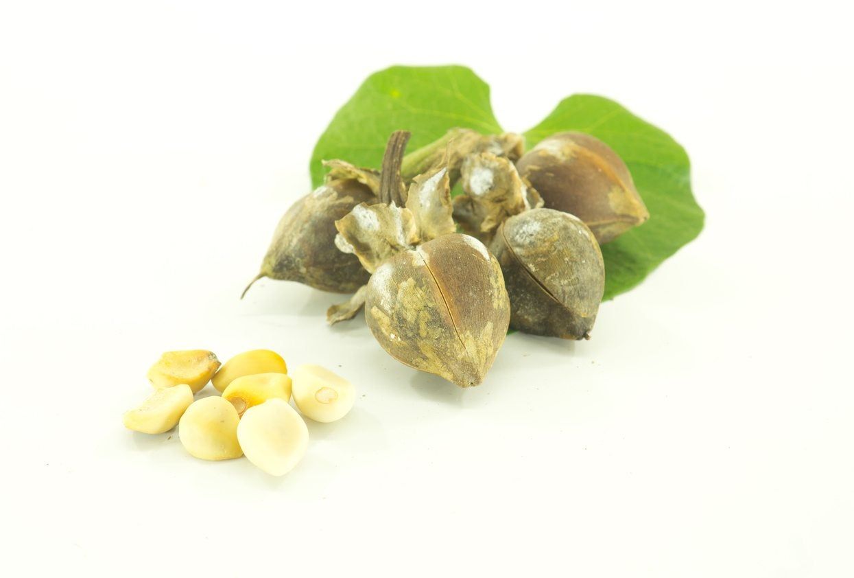 Moonflower Seed Pods And Seeds