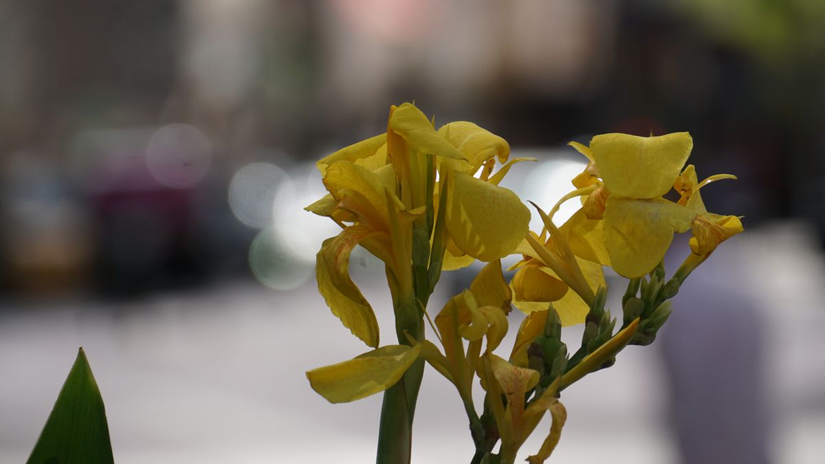iPhone 17 Pro Max vs Sony Alpha a6000