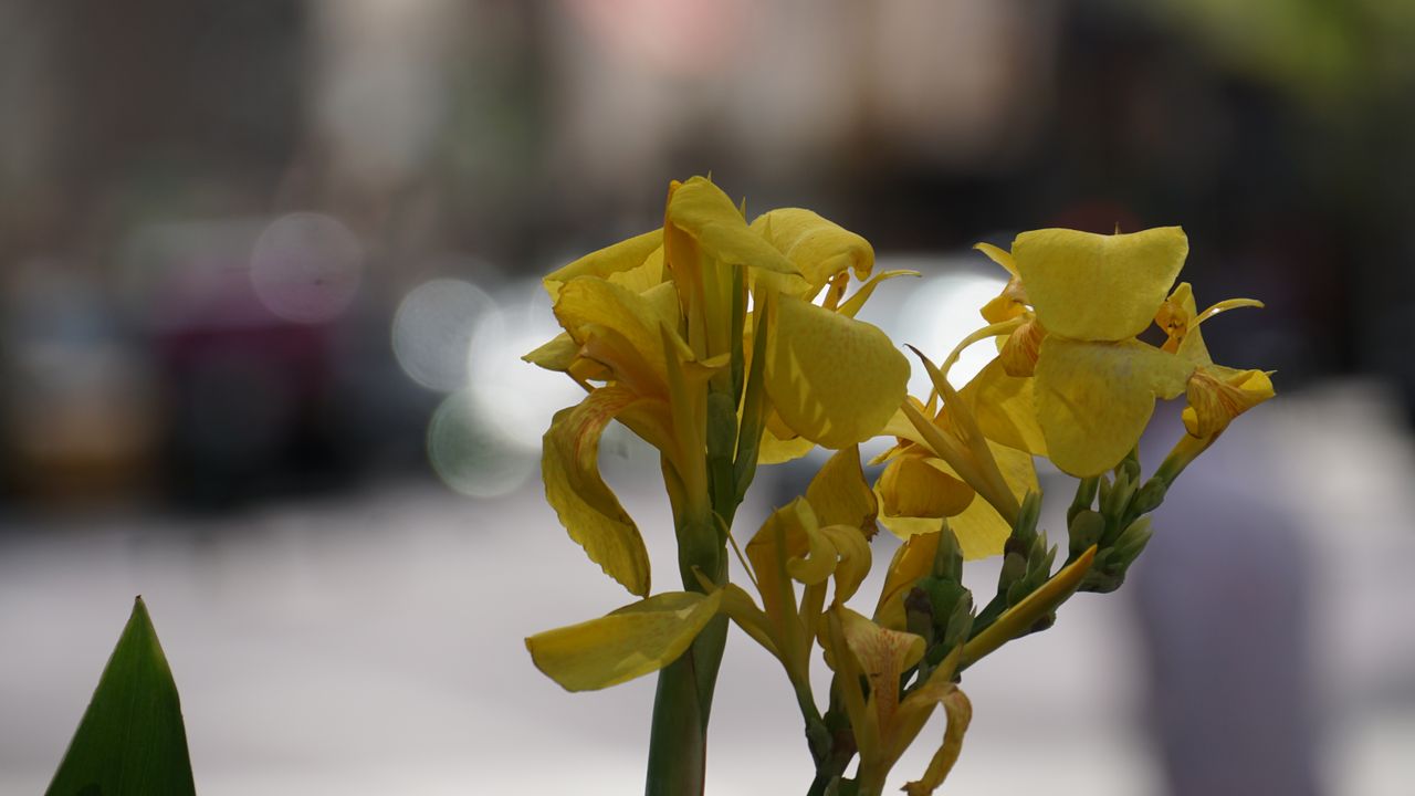iPhone 17 Pro Max vs Sony Alpha a6000