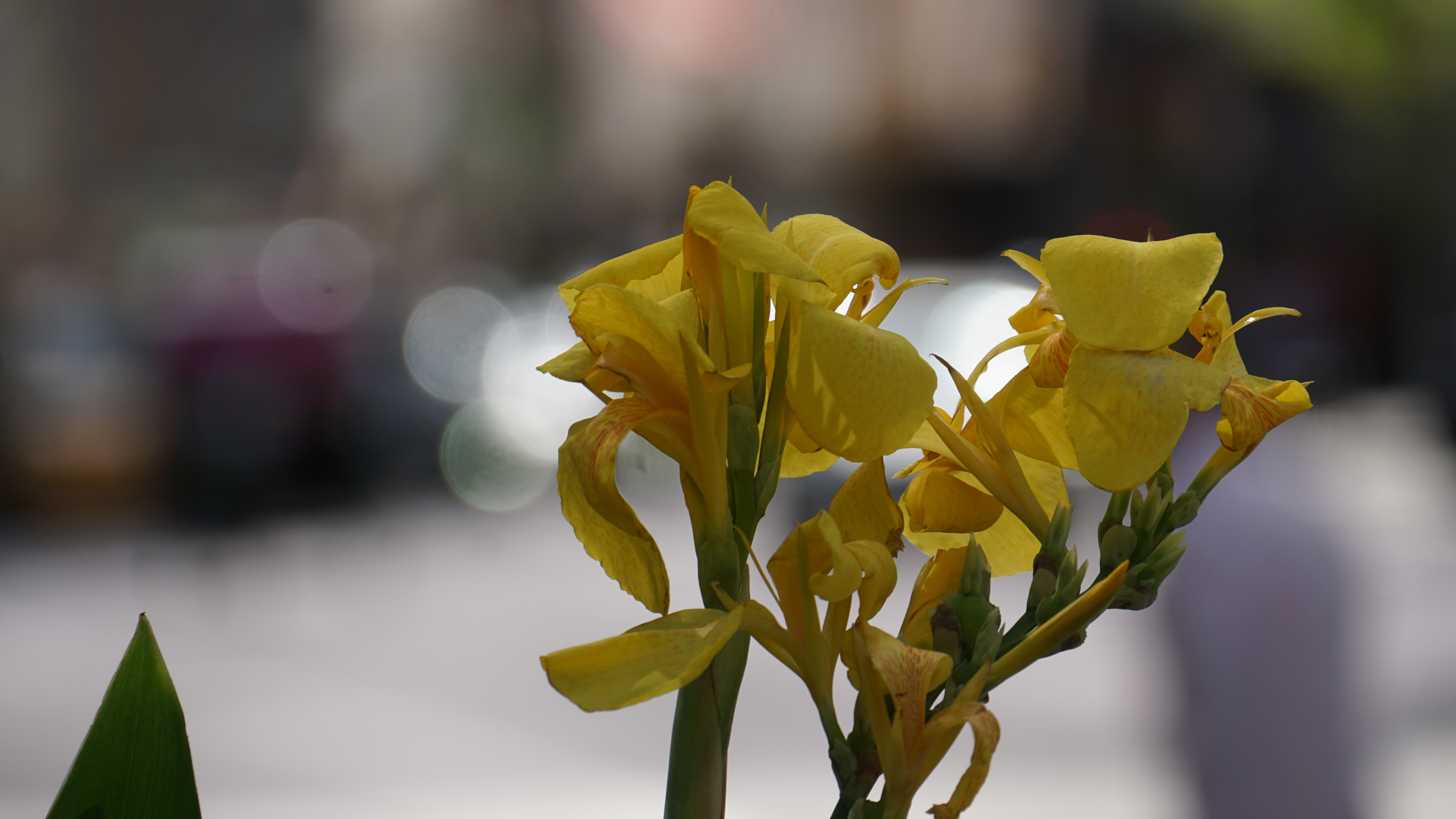iPhone 17 Pro Max vs Sony Alpha a6000
