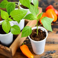 bell pepper seedlings in white pots on wooden table surrounded by orange and red pepper fruits