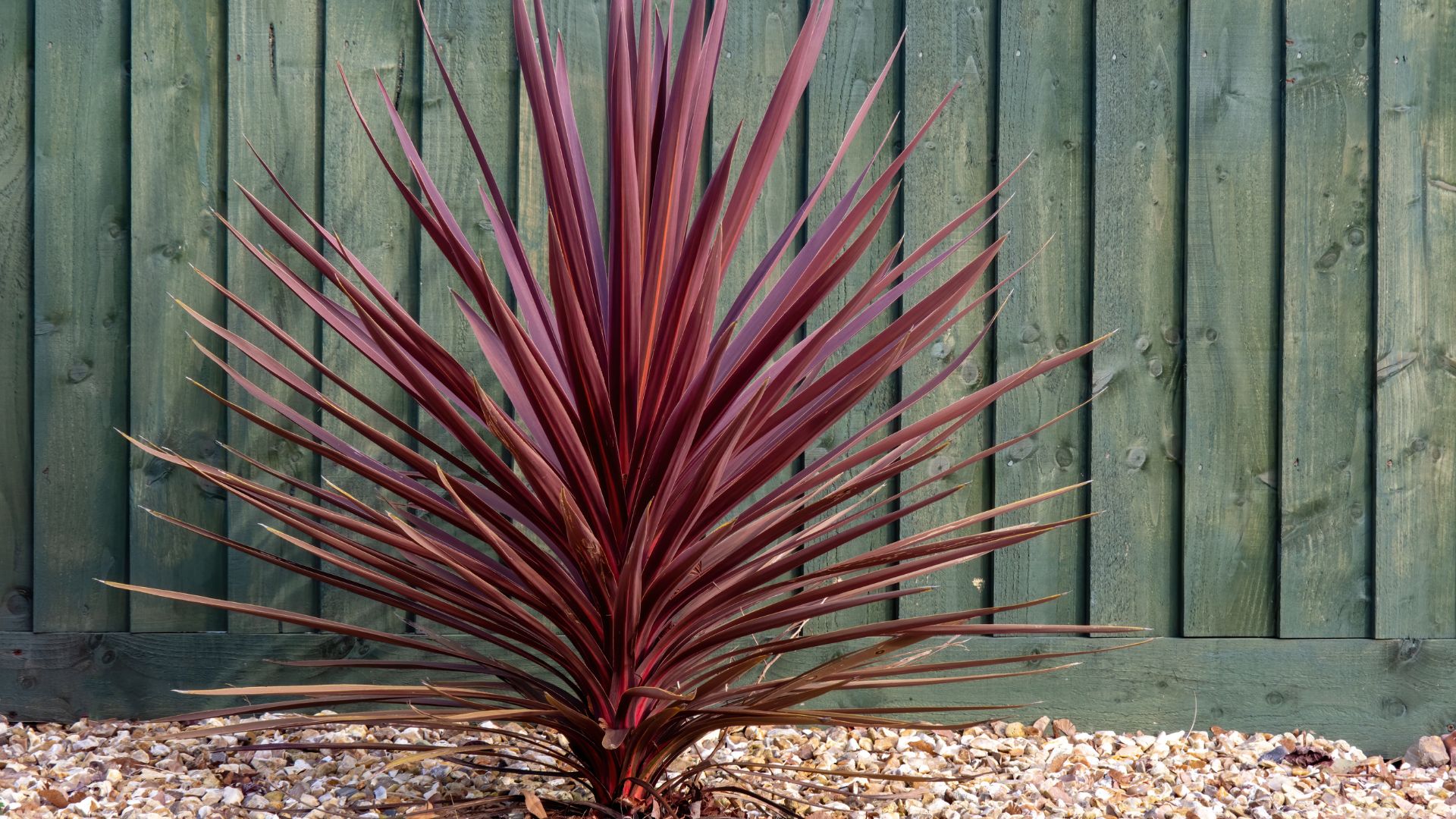 cordyline in garden next to green wooden fence