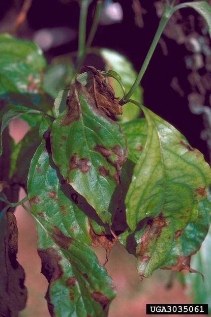 Dogwood Leaves Damaged From Anthracnose