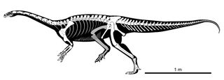 A cartoon showing all of the discovered bones (in white) of the newfound dinosaur Macrocollum itaquii.
