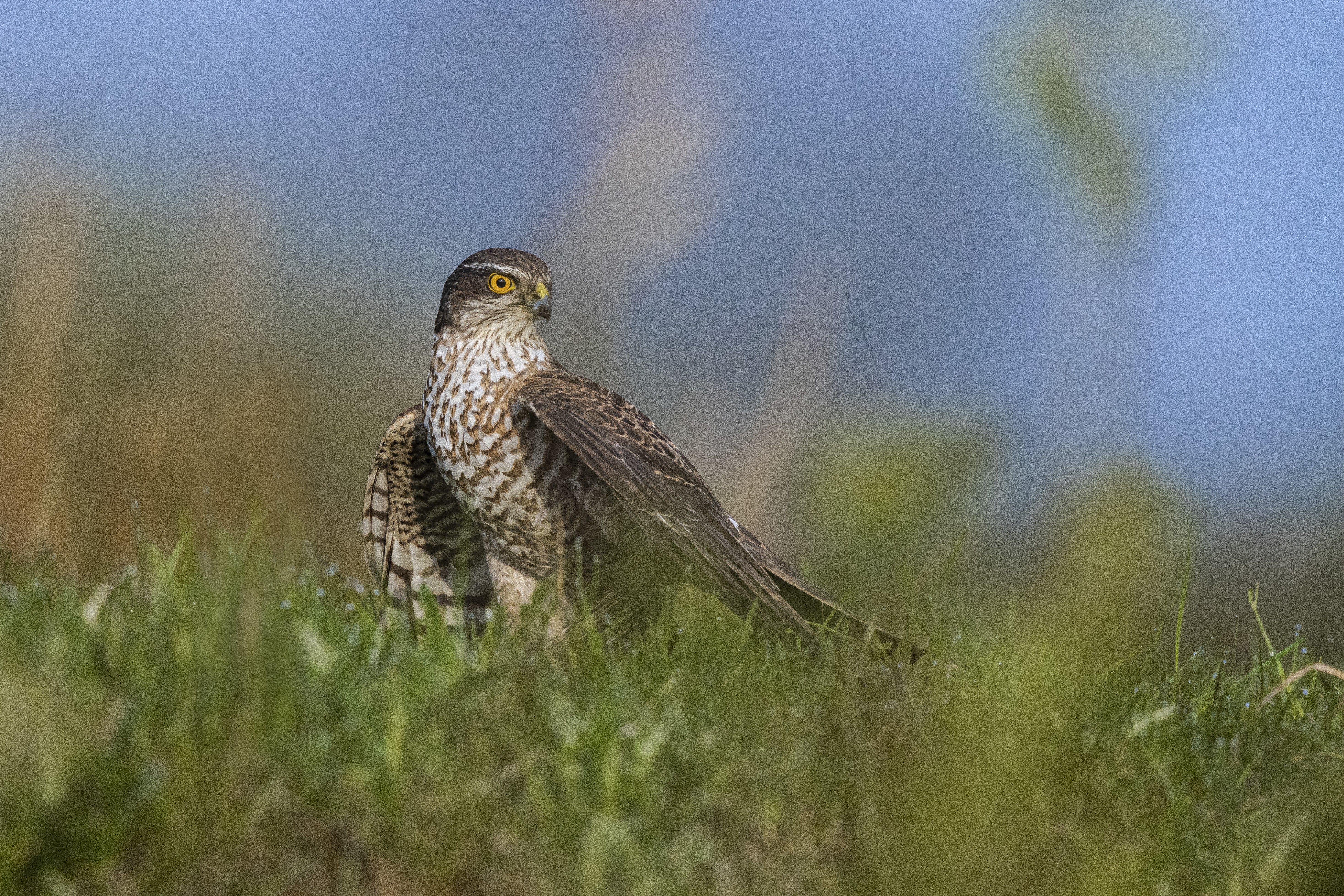 Small bird of prey with brown flecked feathers standing in a grassy field