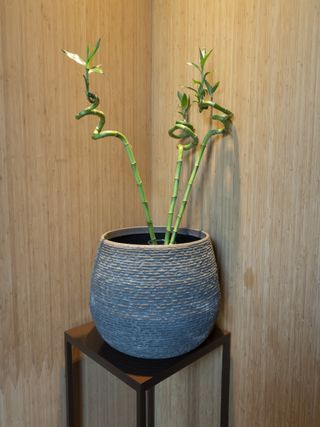 Blank modern room with vase of Lucky bamboo