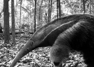 A giant anteater in the wild