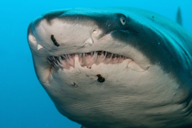 A tiger shark off the coast of North Carolina.