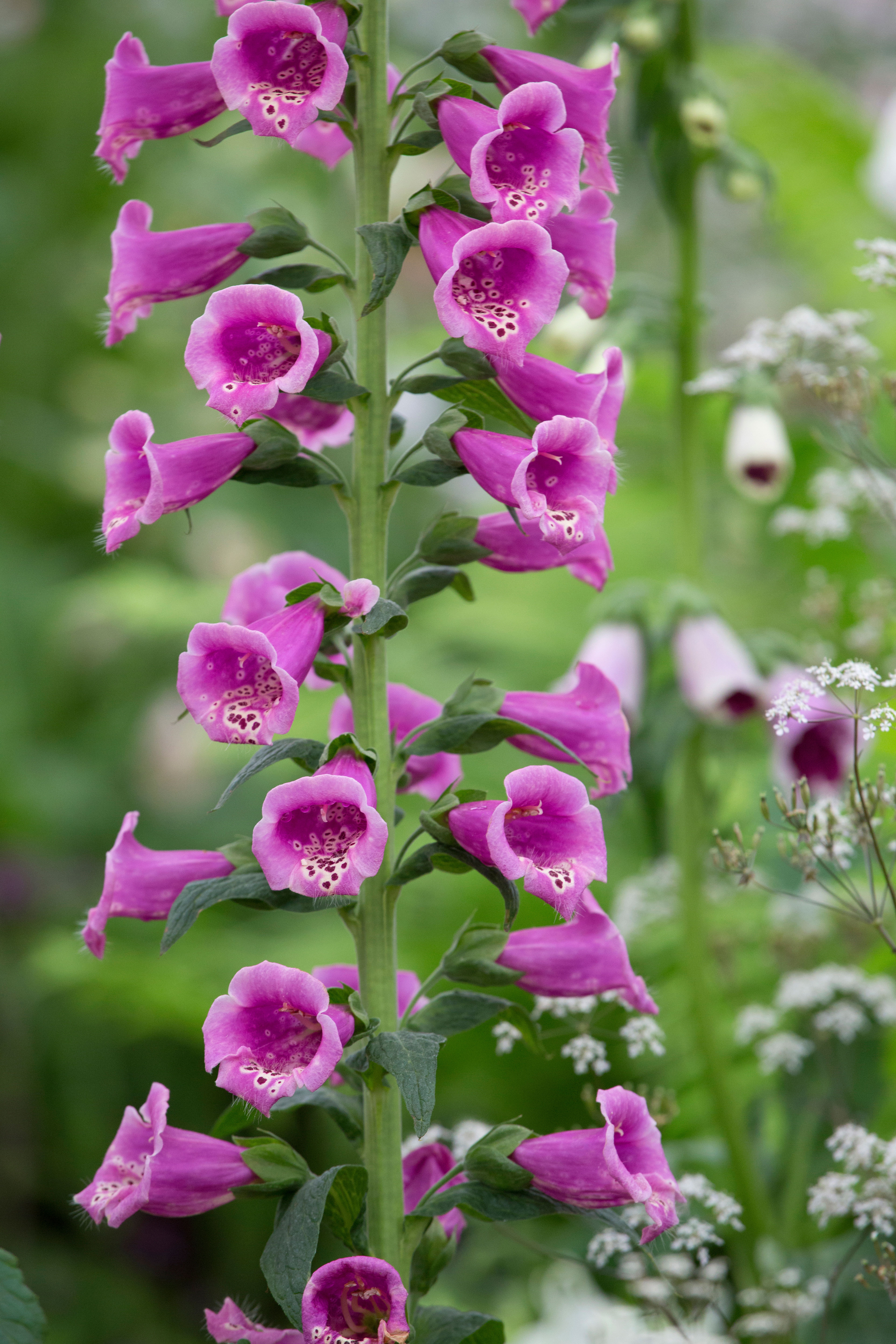 foxgloves