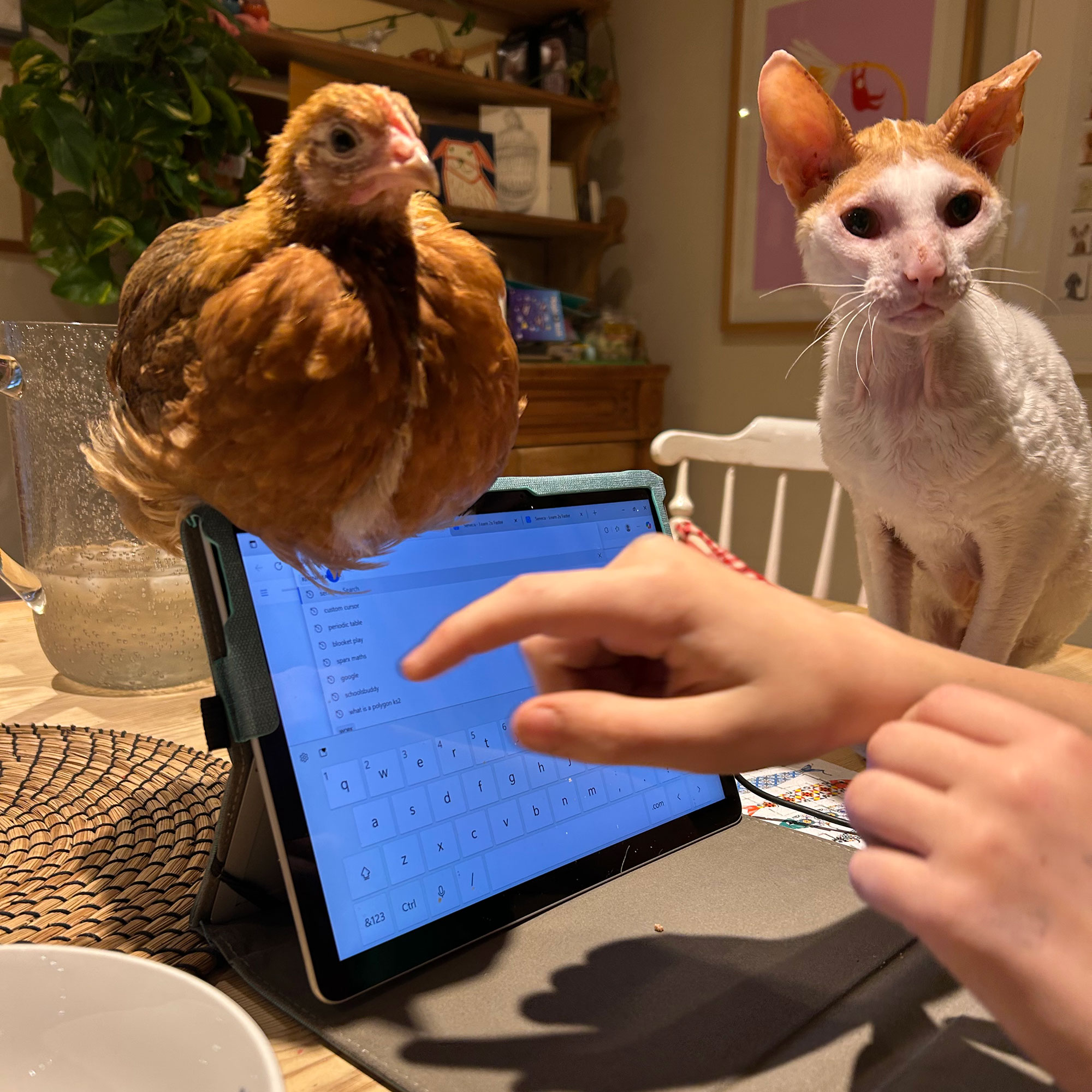 Person using iPad with chicken sitting on top of the screen and cat beside on the table