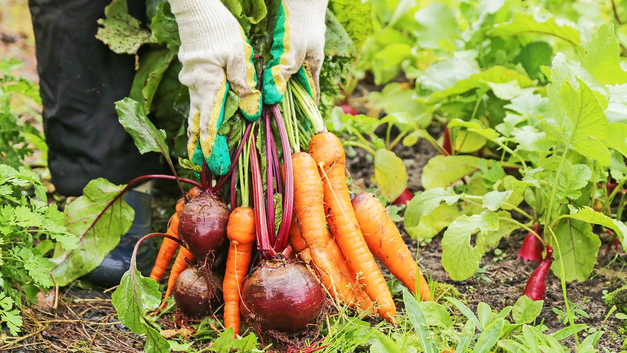 Harvesting beets and carrots