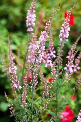 Linaria purpurea 'Canon Went' - just don't call it toadflax...