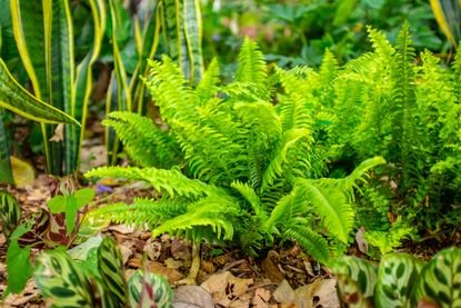 How to Care for Your Garden Ferns in Winter | Livingetc