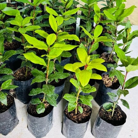 Starter Bay Leaf Tree Live Plant, Sweet Bay Live Plant, Laurus Nobilis Plant, 4 to 8 Inc Tall, No Pot