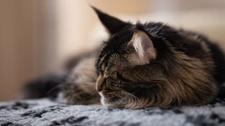 cat curled up on bed