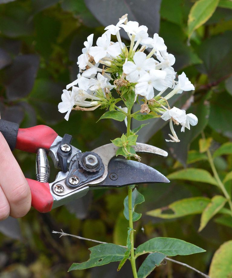 When to cut back phlox each year to have healthy plants Homes & Gardens