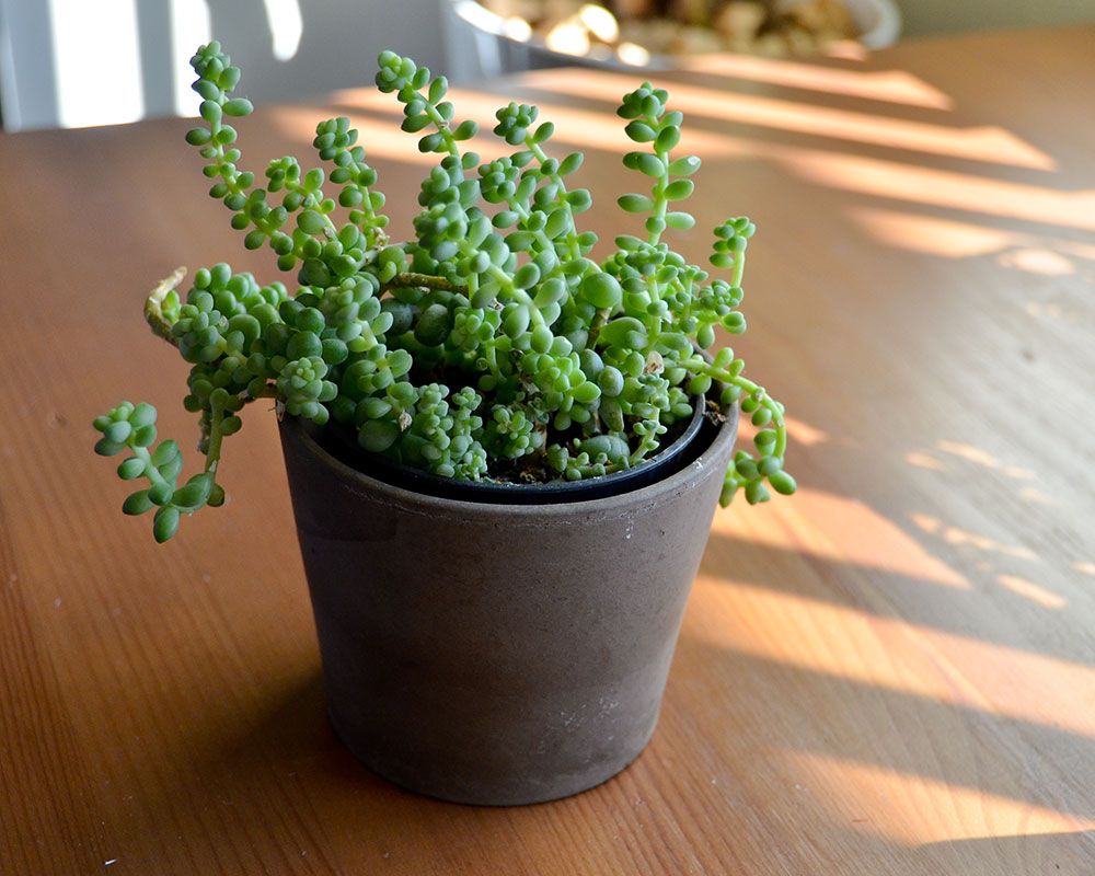 pet-friendly houseplants