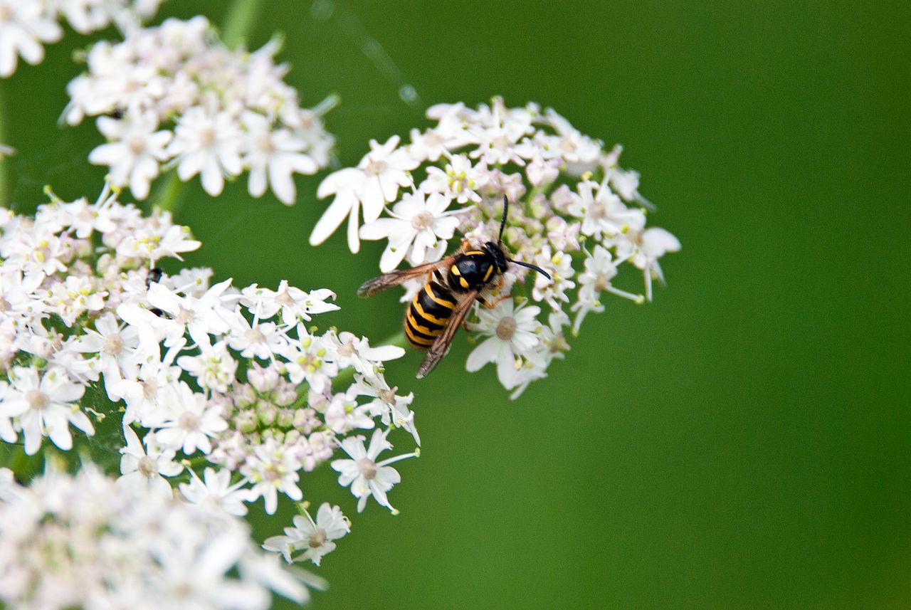 how to get rid of wasps