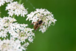 A wasp sitting on top of small white flowers