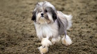 Löwchen dog running through dirt