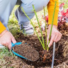 Gardener plants bare root rose in ground