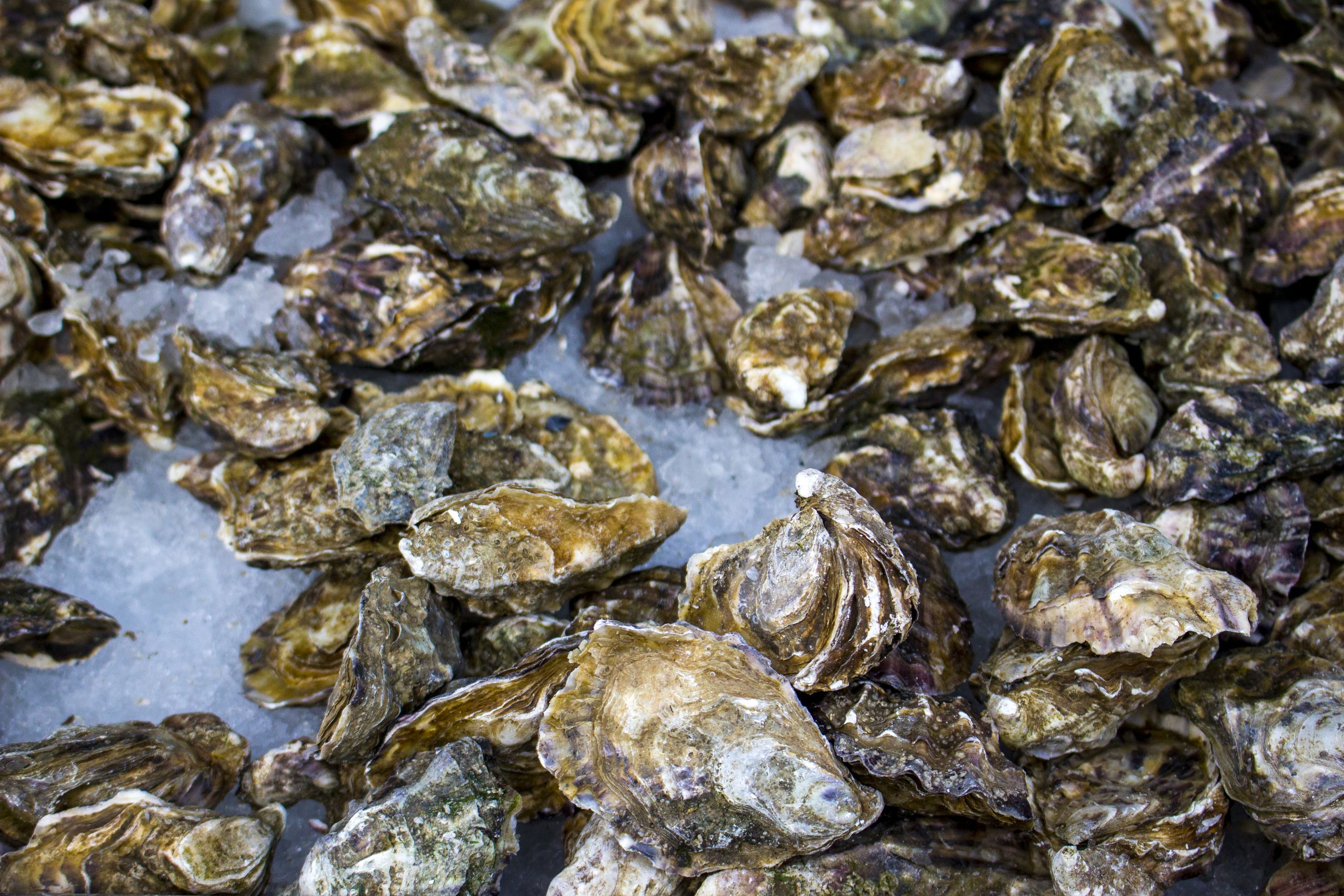 ‘Once upon a time they covered an area the size of Ireland’: The restoration of Britain’s native oyster reefs is shaping future marine projects around the world