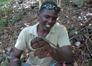 Saint Lucia racer snake with man.