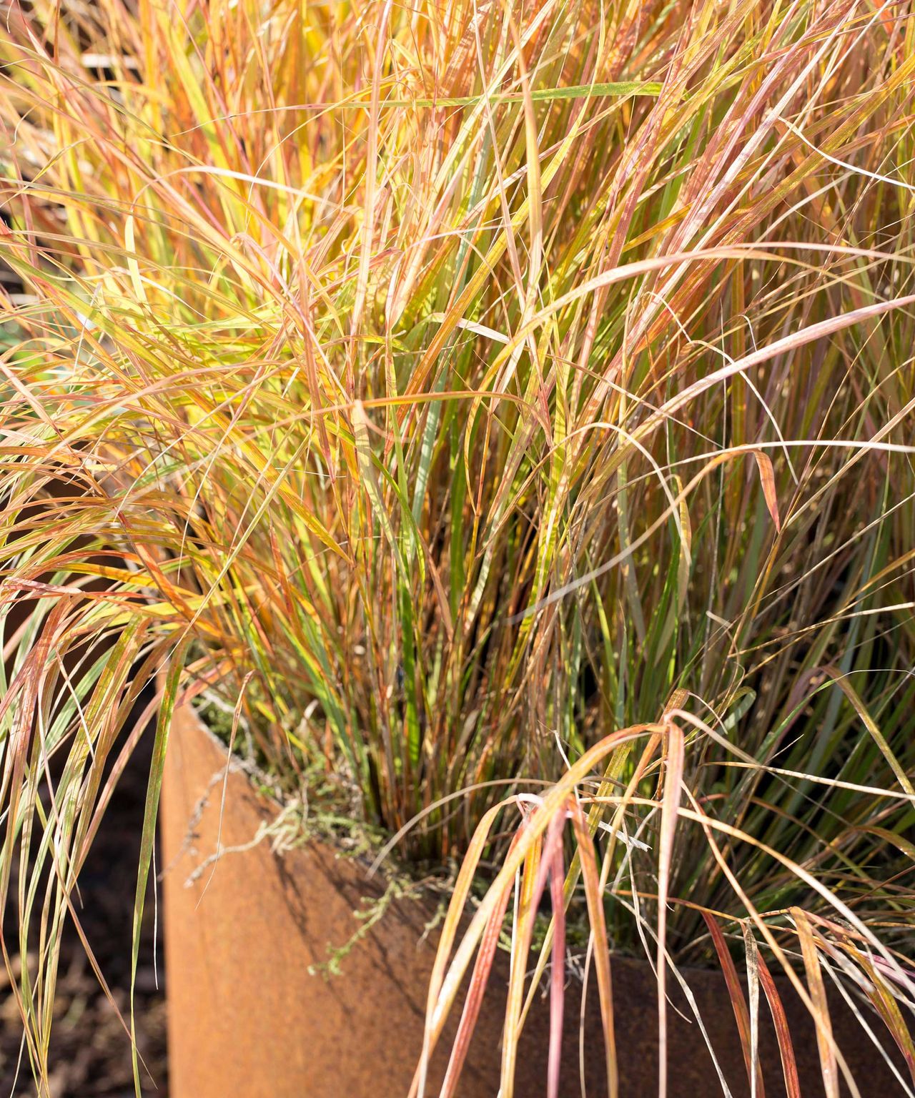 Drought-tolerant plants for pots: 10 easy-care choices | Homes and Gardens