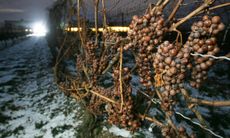 00000a21f-Getty_Niagara_Icewine_2006_Bloomberg_.jpg