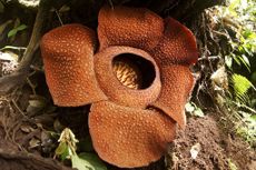 Indonesian Corpse Flower.