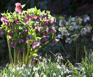 Winter flowers - hellebores and snowdrops