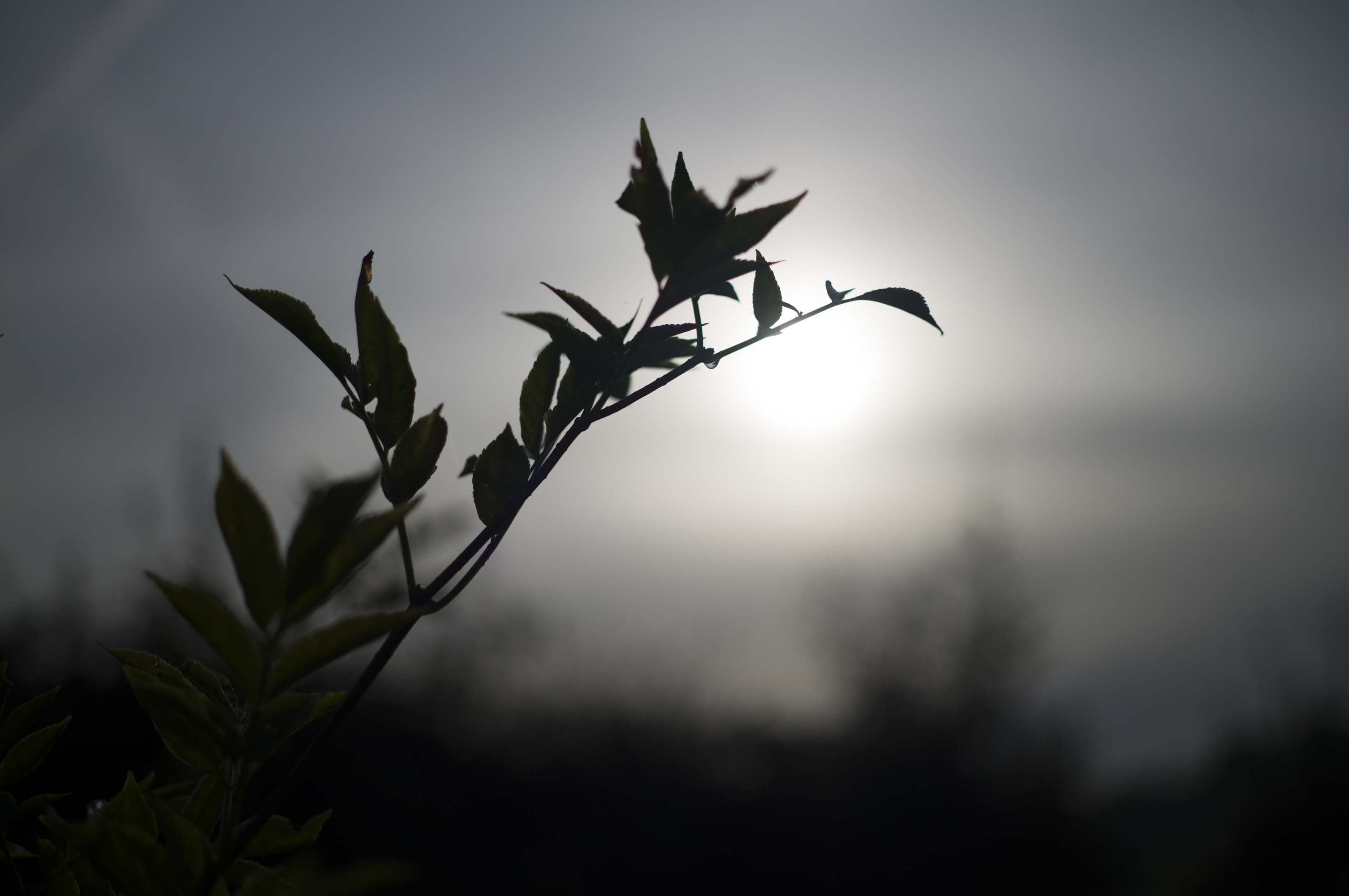 Backlit branch with dew droplet taken with Leica M11-P