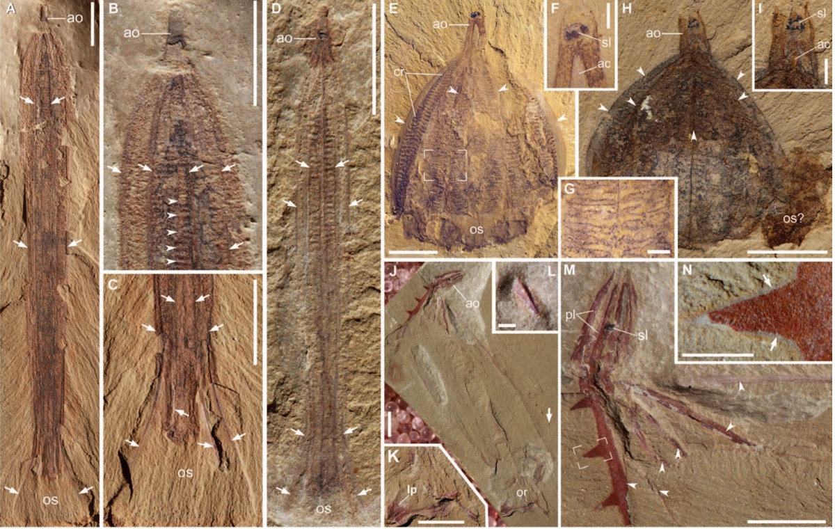 fossils of ancient comb jellies