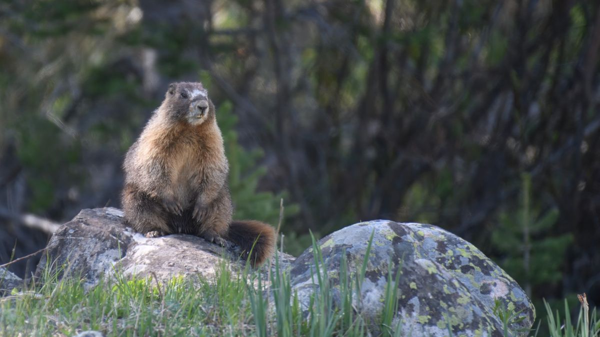 'We're trying this out of frustration': Marmots star in OnlyFans account as researchers desperately look for ways to raise funds amid US budget cuts
