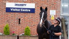 police horses retired