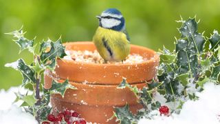 bird sitting in pot of bird seed in winter