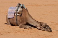 camel, sick, mers