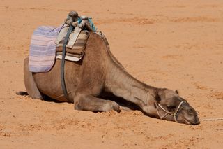 camel, sick, mers