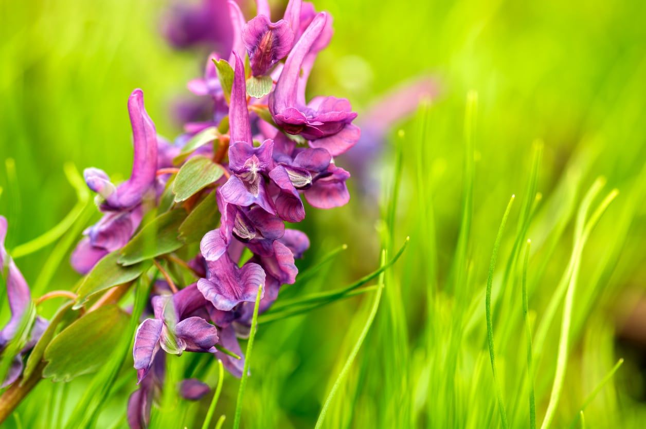 Purple Stinzen Flowers